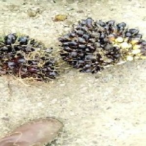 unripe_train (713).jpg