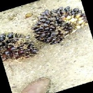 unripe_train (714).jpg