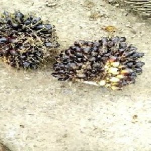 unripe_train (715).jpg