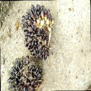 unripe_train (716).jpg