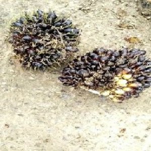 unripe_train (717).jpg