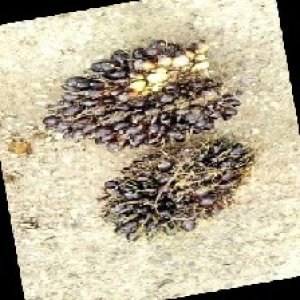 unripe_train (719).jpg