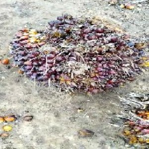 unripe_train (72).jpg