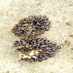 unripe_train (720).jpg