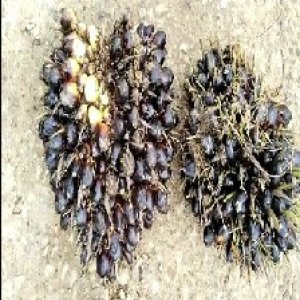 unripe_train (721).jpg