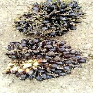 unripe_train (722).jpg