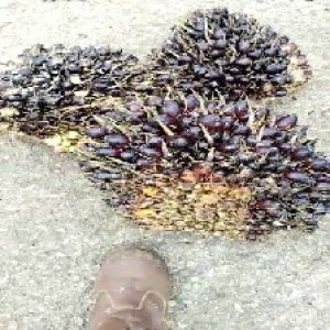 unripe_train (724).jpg