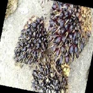 unripe_train (725).jpg