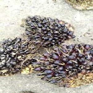 unripe_train (726).jpg