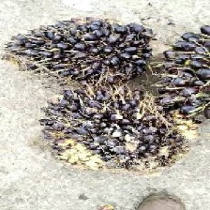 unripe_train (727).jpg