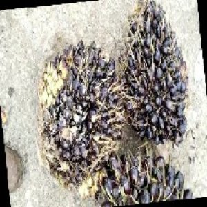 unripe_train (728).jpg