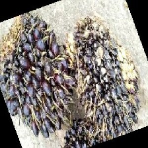 unripe_train (729).jpg