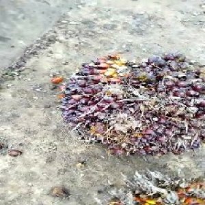 unripe_train (73).jpg