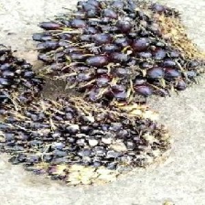 unripe_train (730).jpg