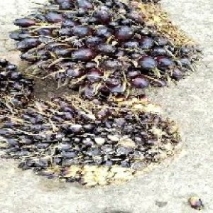 unripe_train (731).jpg