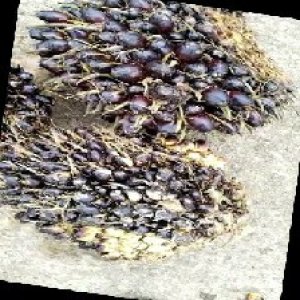 unripe_train (732).jpg