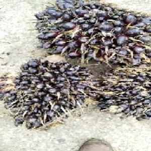 unripe_train (733).jpg