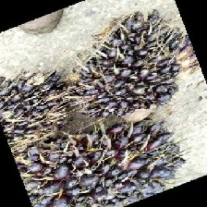 unripe_train (734).jpg