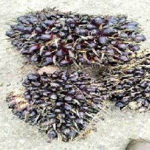 unripe_train (735).jpg