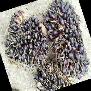 unripe_train (736).jpg