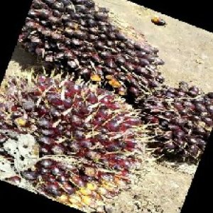 unripe_train (737).jpg