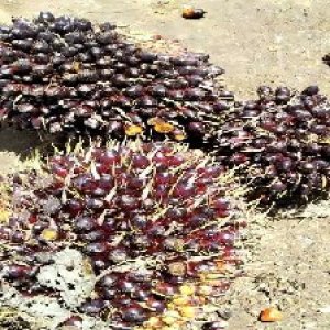 unripe_train (738).jpg