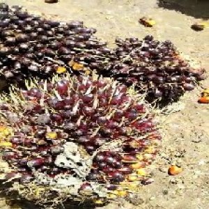 unripe_train (739).jpg