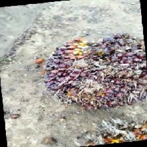 unripe_train (74).jpg