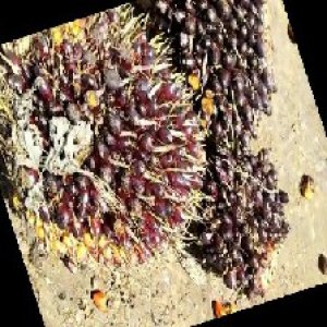 unripe_train (740).jpg