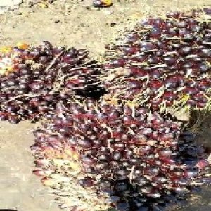 unripe_train (741).jpg