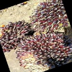 unripe_train (742).jpg