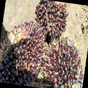 unripe_train (743).jpg