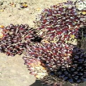 unripe_train (744).jpg