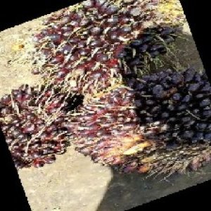 unripe_train (745).jpg