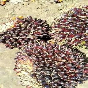 unripe_train (747).jpg