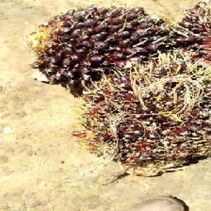 unripe_train (749).jpg