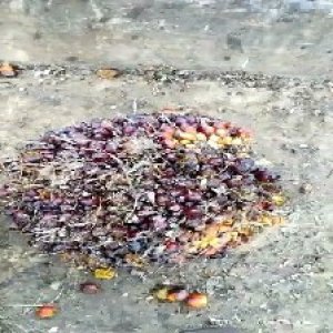 unripe_train (75).jpg