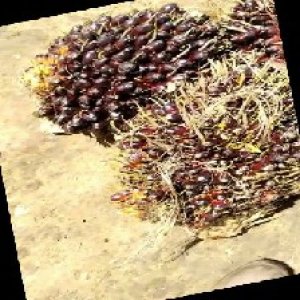 unripe_train (750).jpg