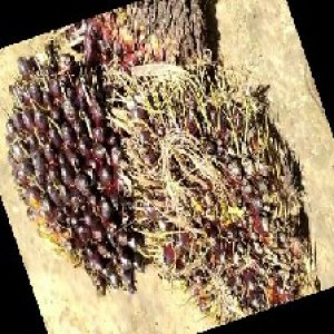 unripe_train (751).jpg