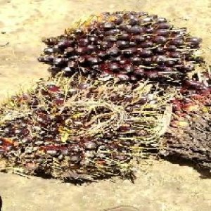 unripe_train (752).jpg