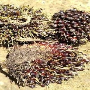 unripe_train (753).jpg