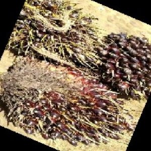 unripe_train (754).jpg