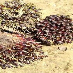 unripe_train (755).jpg