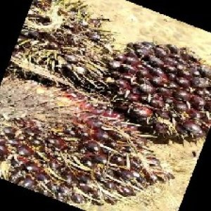 unripe_train (757).jpg