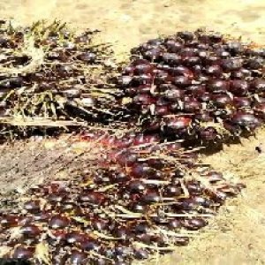 unripe_train (758).jpg