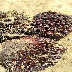 unripe_train (759).jpg