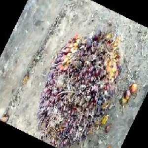 unripe_train (76).jpg