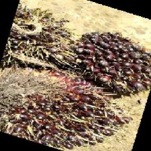 unripe_train (760).jpg