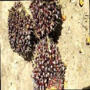 unripe_train (761).jpg