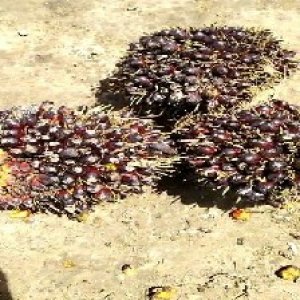 unripe_train (762).jpg